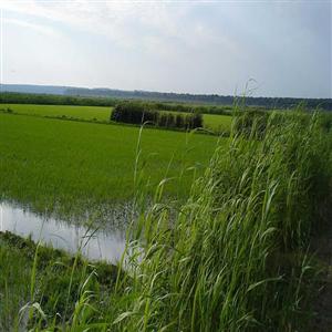 rice fields