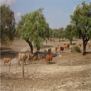 rural activity