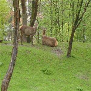 At the animal sanctuary in Ville Neuve