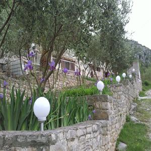 Olive trees park