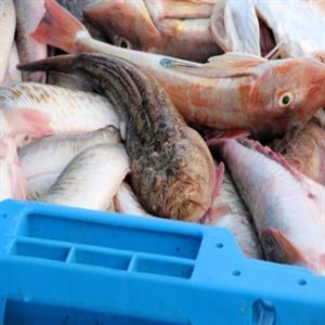 Fishes