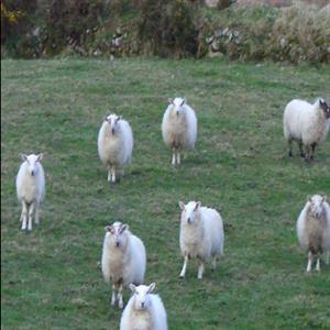 Some of Our Sheep in the Mountain