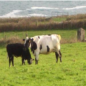 Some of Our Cattle in a Field