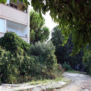 The house is surrounded by greenery