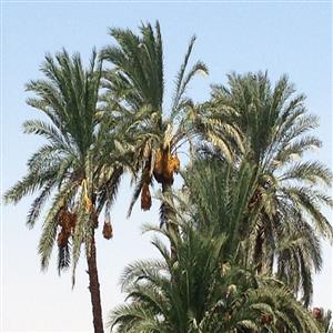 palm trees