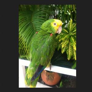 Miss Polly, resident Green Parrot.