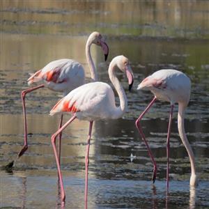 flamingos in Tuzla lake