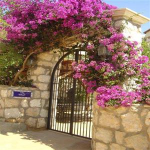 Welcome To Villa Guzel