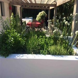 The aromatic herbs corner