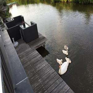Swans with kids