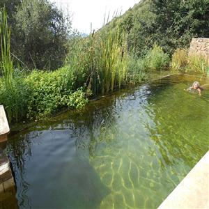 the "natural" pool