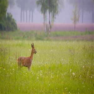 Nearby: nature all around