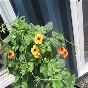 The St Jacobs Suite - Patio flowers