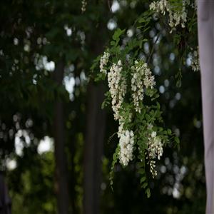 Flowers abound